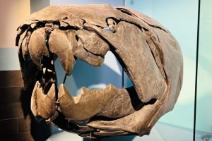 ロイヤル・ティレル古生物学博物館