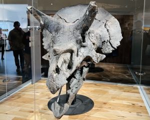 ロイヤル・ティレル古生物学博物館
