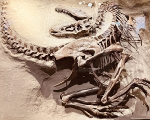 ロイヤル・ティレル古生物学博物館