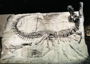 ロイヤル・ティレル古生物学博物館