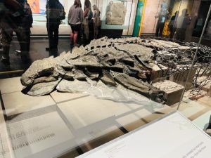 ロイヤル・ティレル古生物学博物館