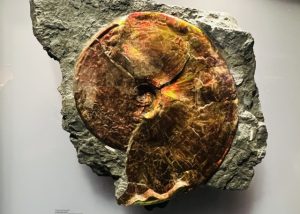 ロイヤル・ティレル古生物学博物館