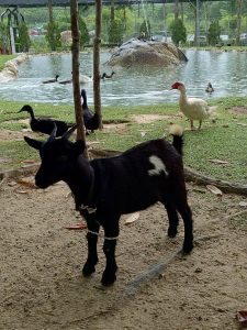 動物にエサやりができるコーナーもあり、子供連れに人気。ハート模様のヤギを探してみよう!